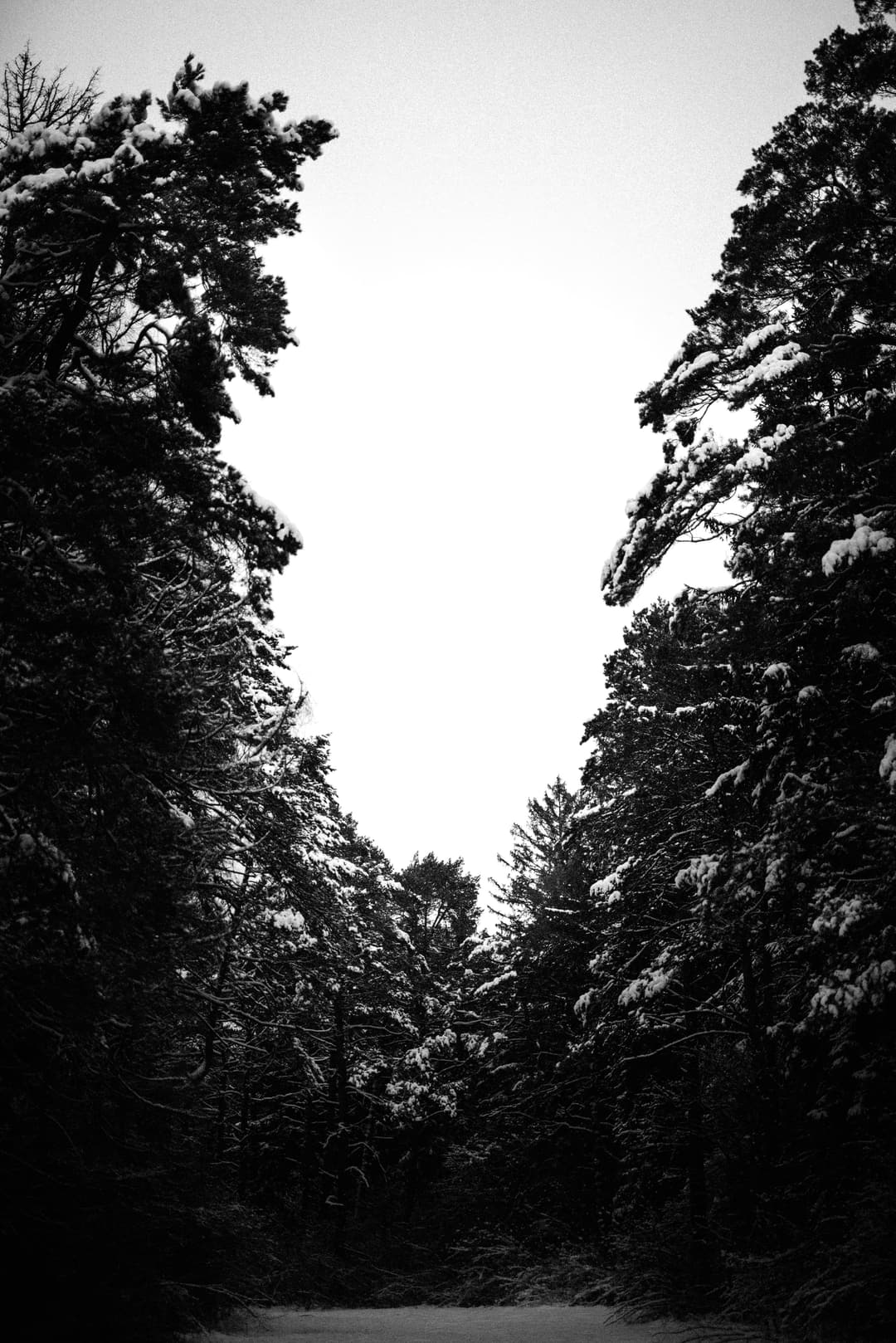 BLACK AND SNOW - b&w, black and white, landscape - photograph 1 of 9 by Marco Meyer, 2023