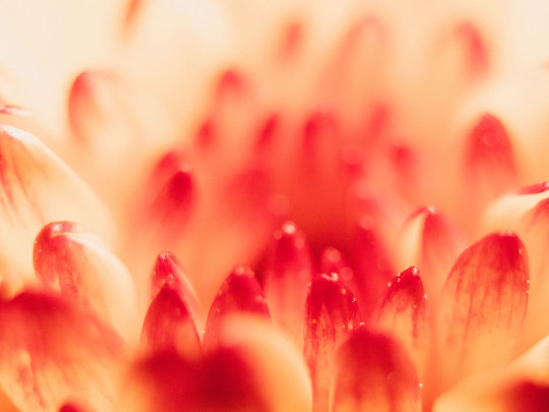 MACRO - fujifilm, lightroom, macro - photograph 7 of 8 by Marco Meyer, 2022